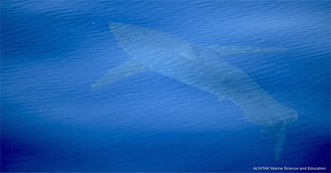 The ocean killer seemed to only be on the film suddenly showing up at Majorca coast