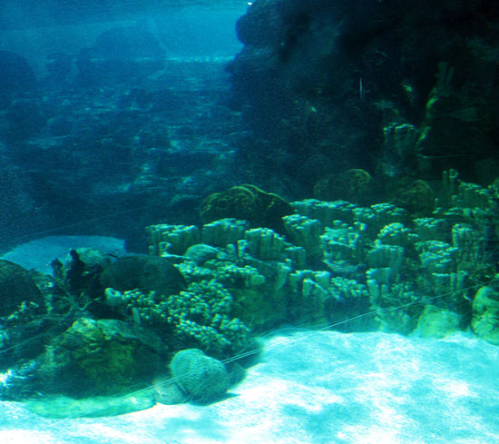 The ocean used to have very little oxygen