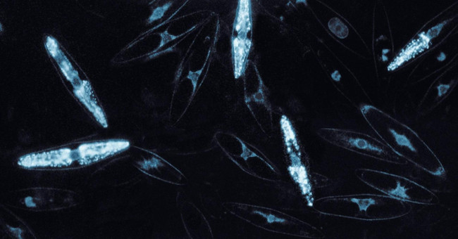 The ocean will become a strange world every night