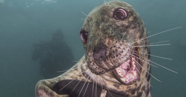 The ocean world has never been so great