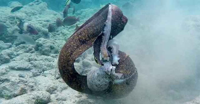 The octopus and sea eels turn to attack divers