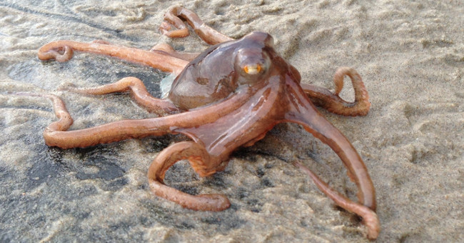 The octopus squadron 'raided' the beach surprised many people