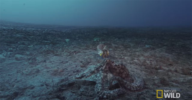The octopus with the shrimp has a quick punch like a bullet, who will win?