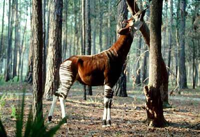 The Okapi species is hidden