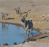 The old antelope wisely escaped death before the hyenas