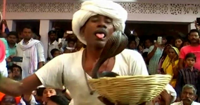 The old man gave the tongue a bite of a snake just to give it