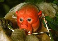 The old man has a red face