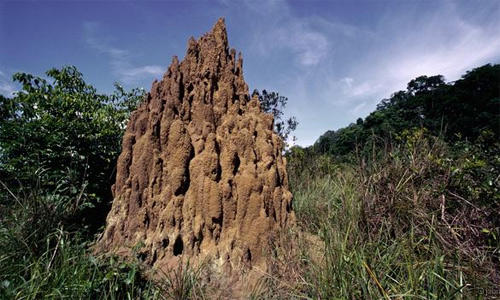 The oldest 2,200-year-old termite mound on Earth