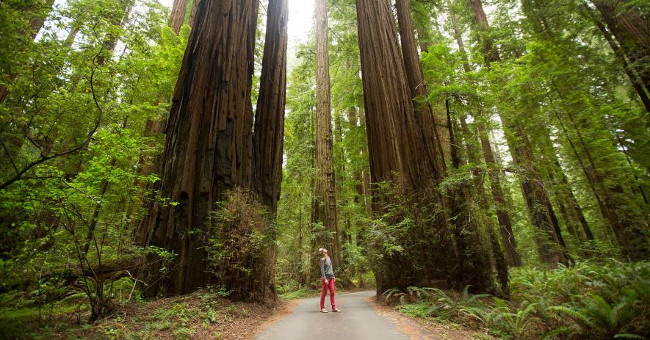 the-oldest-ancient-redwoods-in-the-world