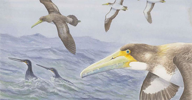 The oldest bird in the world has just been discovered in New Zealand