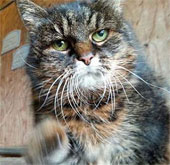 The oldest cat in the world is about to turn 30
