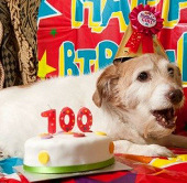The oldest dog in the UK celebrates his 22nd birthday