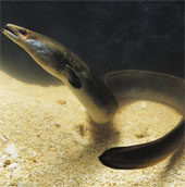 The oldest eel in the world died