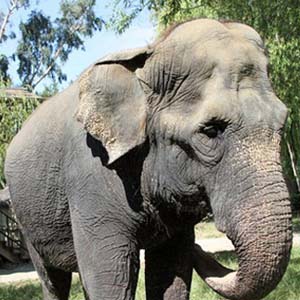'The oldest elephant in North America died