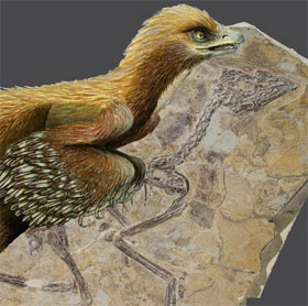 The oldest feathers of dinosaurs appear on rocks