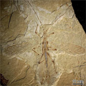 The oldest fossil of rod-shaped insects
