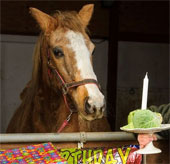 The oldest horse in the world