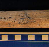 The oldest leg bone in England