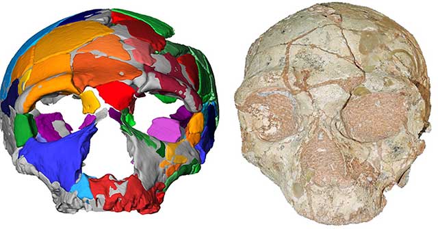 The oldest modern human skull outside Africa