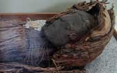 The oldest mummy in the world is threatened
