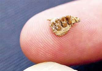 The oldest nail in the world