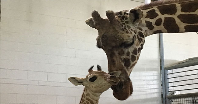 The oldest North American giraffe died