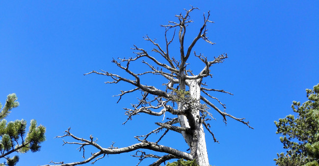 The oldest old pine in Europe