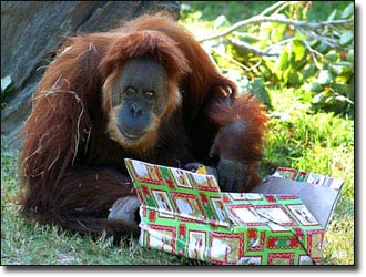The oldest orangutan in the world died