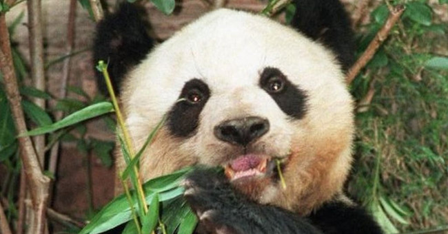 The oldest panda in the world died at the age of 38