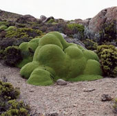 The oldest plants on earth exist today