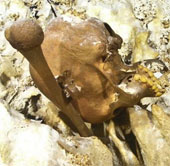 The oldest remains reveal the Native American origin in the Americas