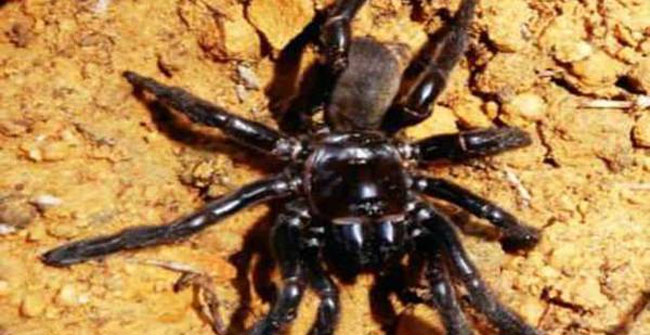 The oldest spider in the world is defeated by wasps