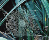 The oldest spider web in the world