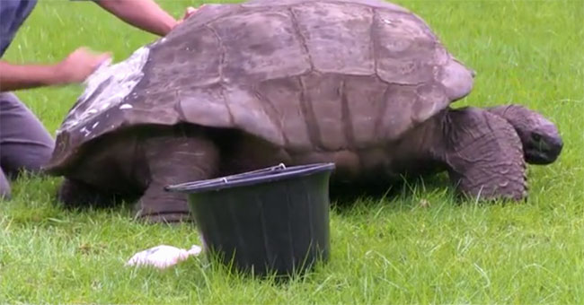 The oldest tortoise in the world can be gay
