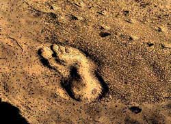The oldest traces of human beings.