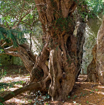 The oldest tree in England has changed sex after 3,000 years