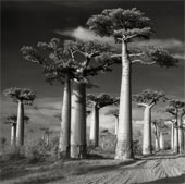 The oldest trees in the world