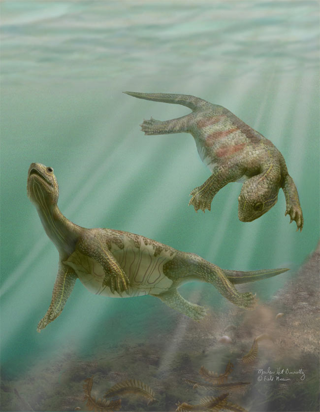 The oldest turtle only has a belly in the abdomen
