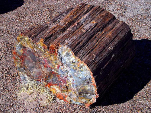 The oldest wood fossil