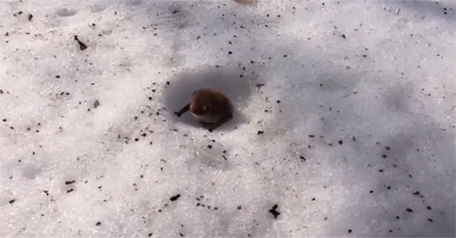The only bat that hibernates under the snow