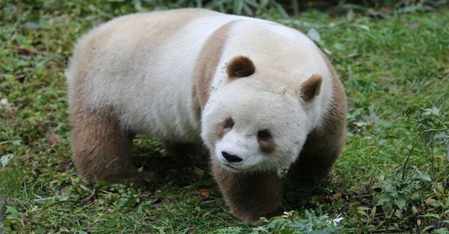 The only brown pandas in the world eat 40kg of bamboo each day