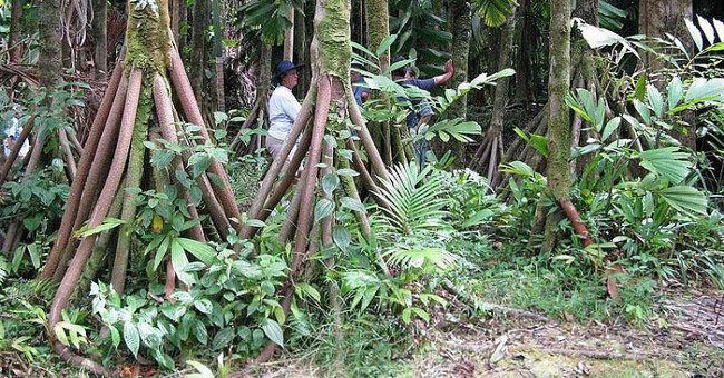 The only exotic 'walking tree' in the world
