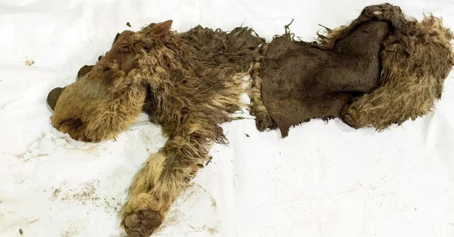 The only intact rhino mummy from the Ice Age
