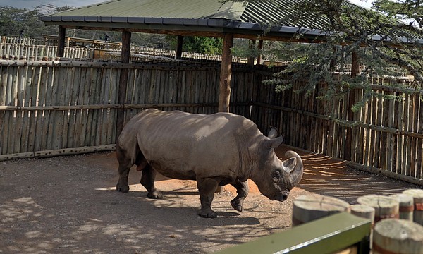 The only male white rhino left in the world