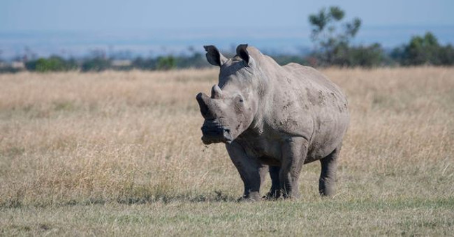 The only male white rhinoceros on Earth