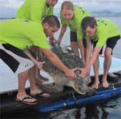 The only marine turtle hospital in the world