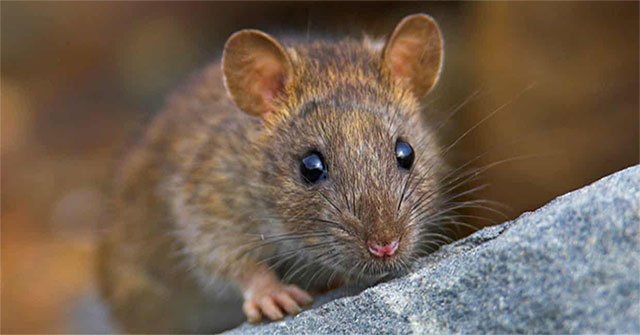The only place in the world that 'wipes out' mice