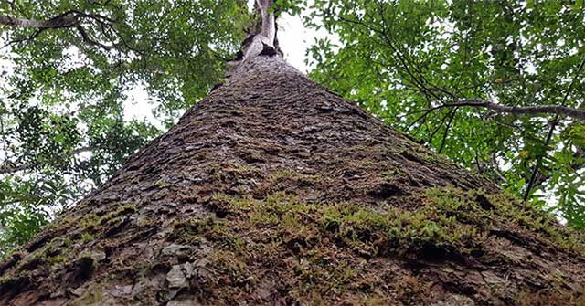 The only 'prehistoric messenger' in the world in Bidoup forest