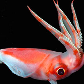 The only species that knows how to defend itself