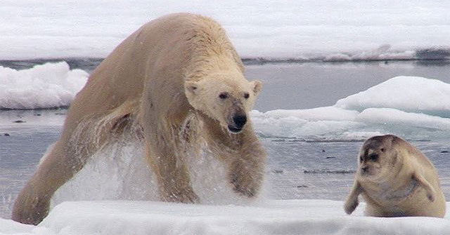 The only way of hunting for polar bears